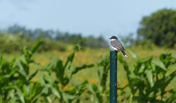 Handheld crop farming Laser Bird Repellent (2).jpg