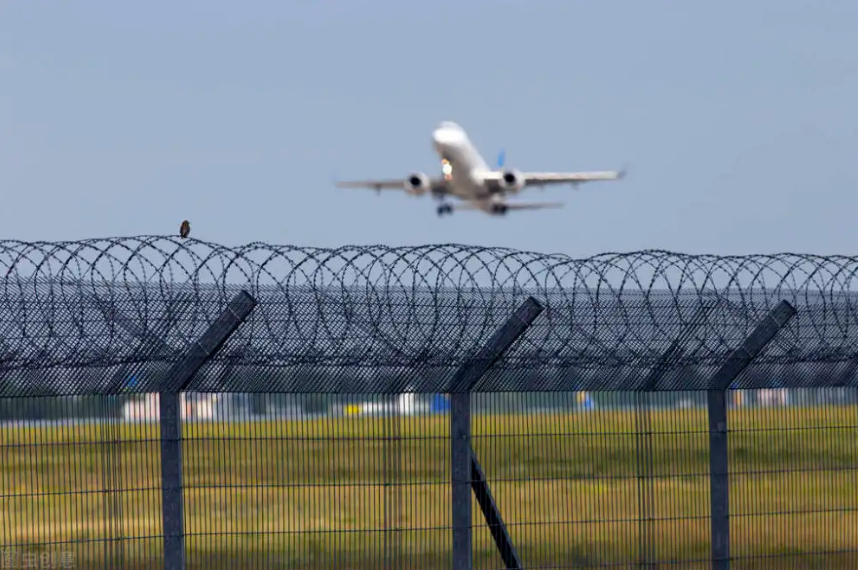 airport bird.png