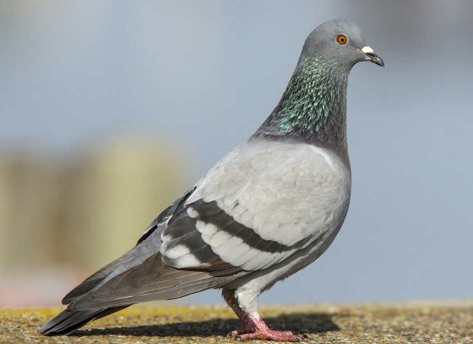 rock pigeon.png