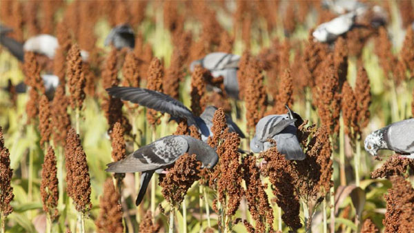 Granja de arroz portátil Repelente de pájaros láser