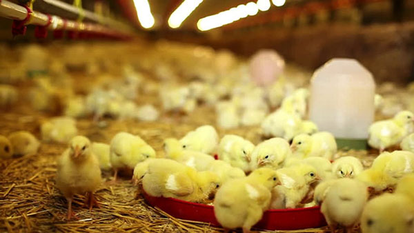 Sistema de disuasión láser de aves para granja de pollos