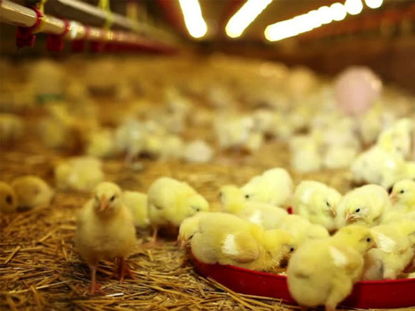 Granja de pollos inteligente disuasión de aves láser, disuasión de aves láser, granja de pollos, inteligente-Compañía de tecnología de disuasión láser