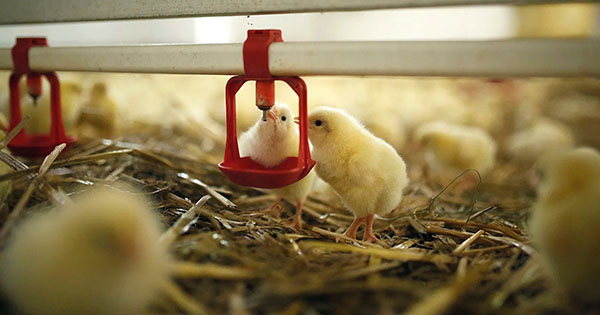 Dispositivo de disuasión láser inteligente para aves de granja de pollos