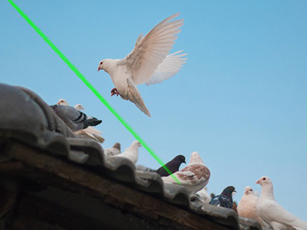 Ahuyentador de pájaros con láser de techo de planta inteligente, ahuyentador de pájaros con láser, inteligente, techo de planta-Compañía de tecnología de disuasión láser