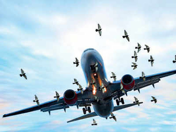 Sistemas portátiles de disuasión de aves con láser para aeropuertos, sistemas de disuasión de aves con láser, portátiles, para aeropuertos-Compañía de tecnología de disuasión láser