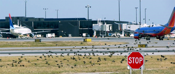 Sistemas portátiles de disuasión de aves con láser para aeropuertos, sistemas de disuasión de aves con láser, portátiles, para aeropuertos-Compañía de tecnología de disuasión láser