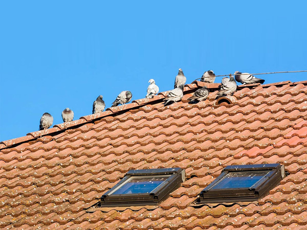 Ahuyentadores de pájaros láser para techos de casas